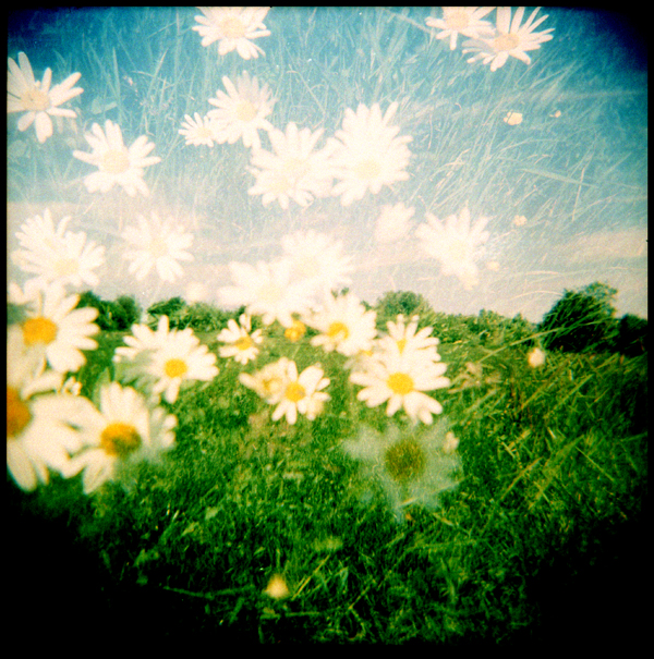 double exposure of daisies