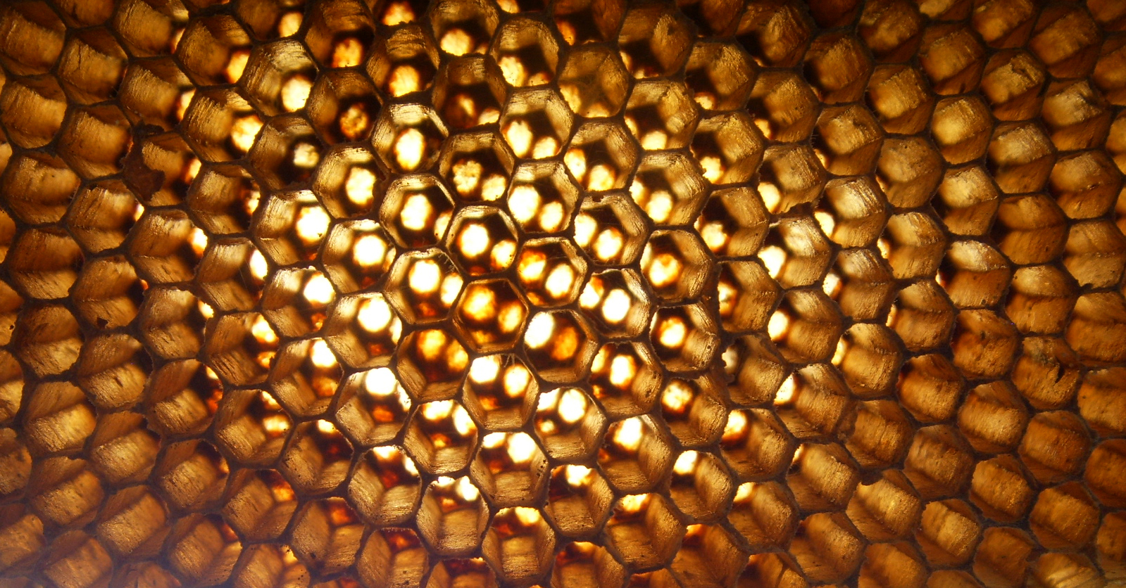 beeswax