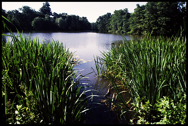 pond with reeds