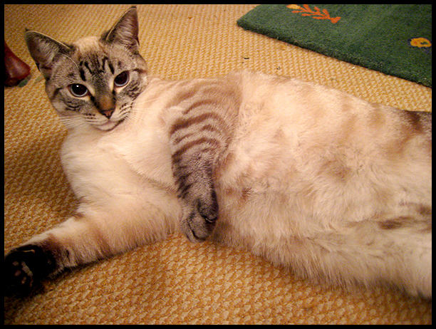 cat belly