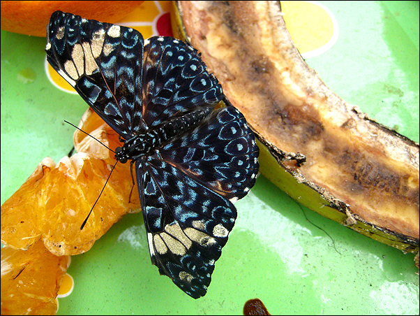 butterfly with banana