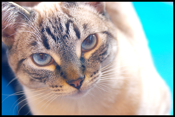 That cat’s something I can’t explain