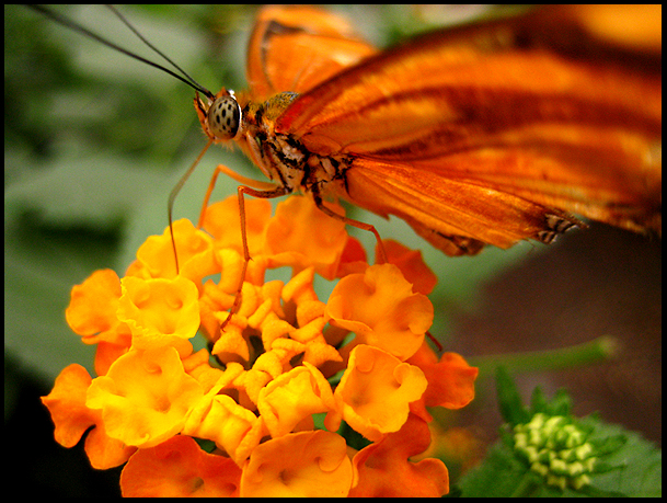 butterfly on flower