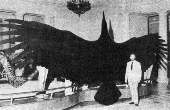 giant bird taxidermy