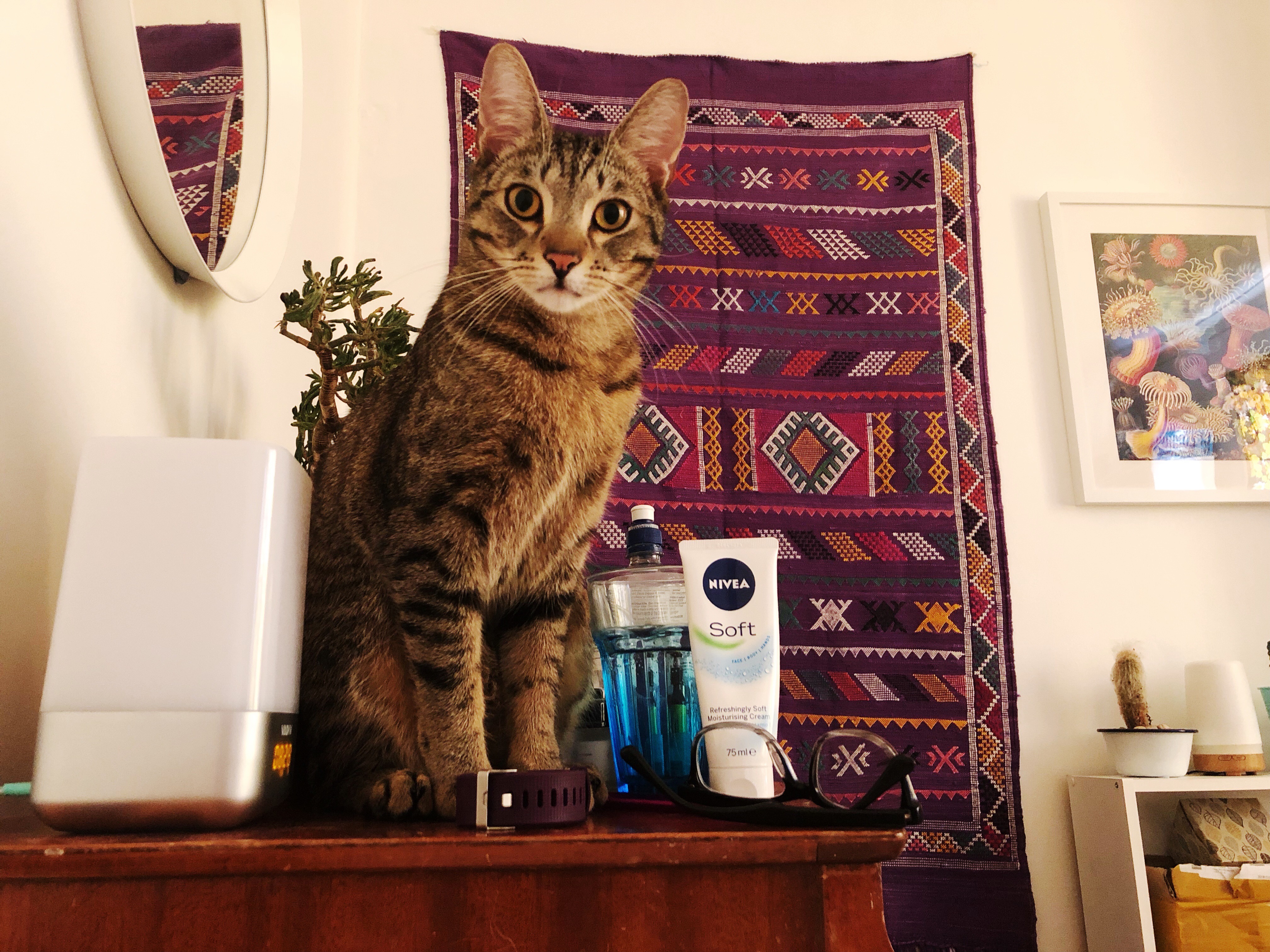 cat on dresser