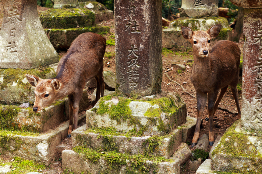 deer in temple