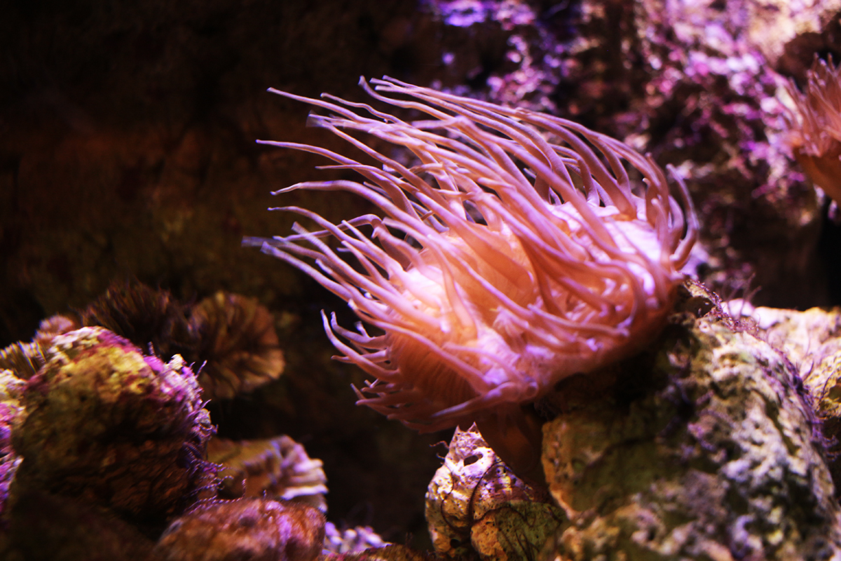 anemone in aquarium