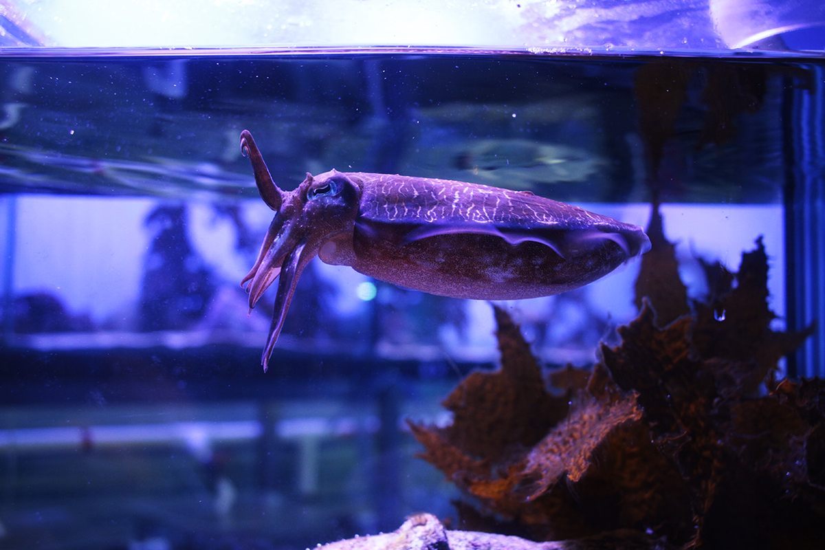 cuttlefish in aquarium